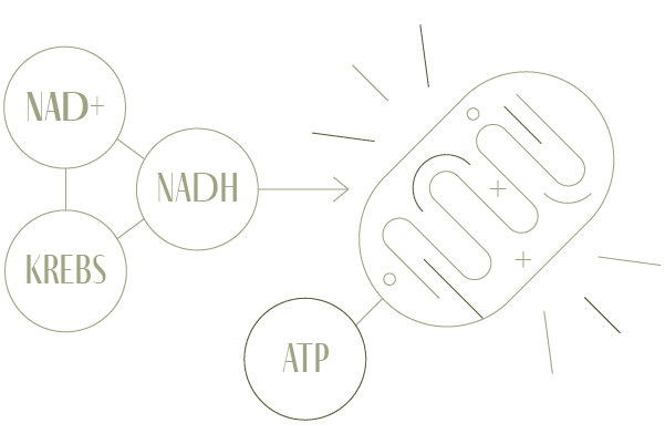 schéma explicatif photobiomodulation